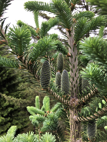 30 BALSAM FIR Tree Abies Balsamea Christmas Tree Silver Pine Canadian Fir Native Evergreen Seeds